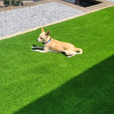 dog relaxing in some green dog friendly turf for yard