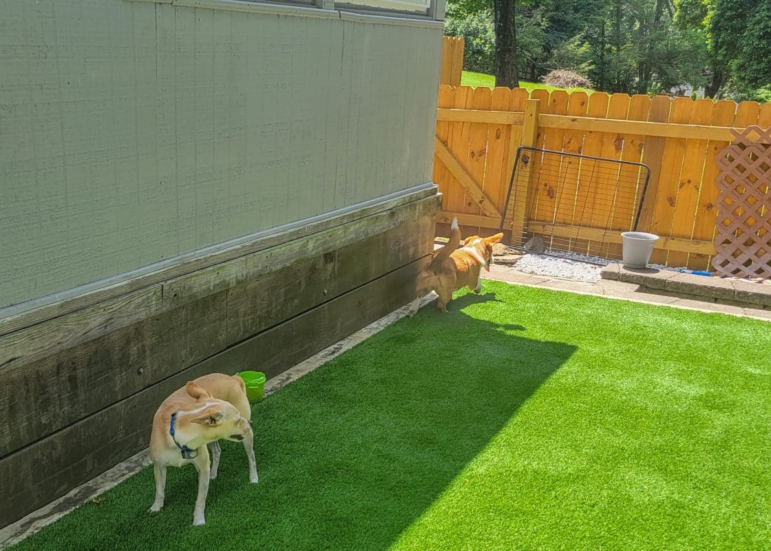 two small dogs on dog friendly turf for yard