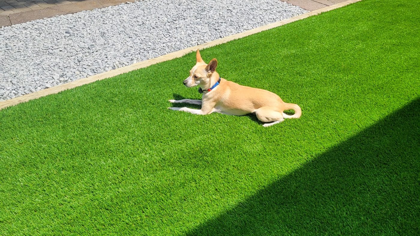 dog relaxing in turf for backyard with dogs