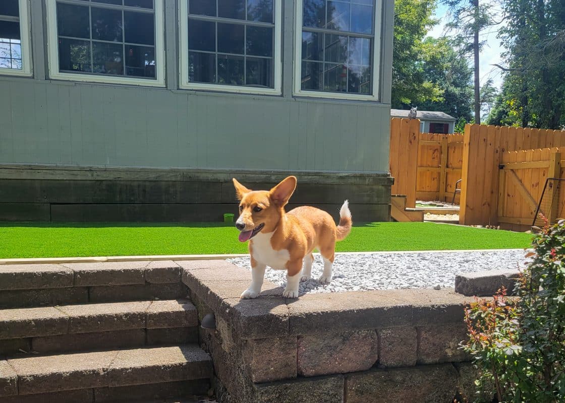 dog by turf for backyard with dogs